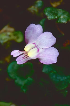 Picardia ("Cymbalaria muralis")