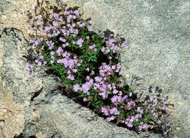 Farigola ("Thymus vulgaris")