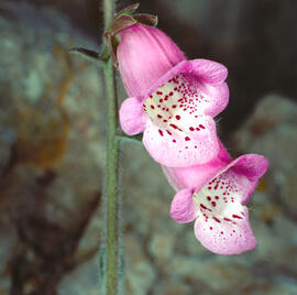 Dedalera ("Digitalis purpurea")