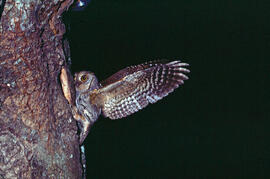Mussol jove ("Otus scops")