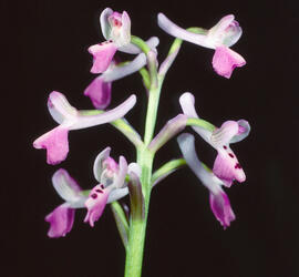 Abellera banyuda ("Ophrys longicornu")