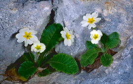Primavera blanca ("Primula vulgaris")