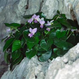 Viola d'olor ("Viola odorata")