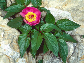 Peònia ("Paeonia mascula")
