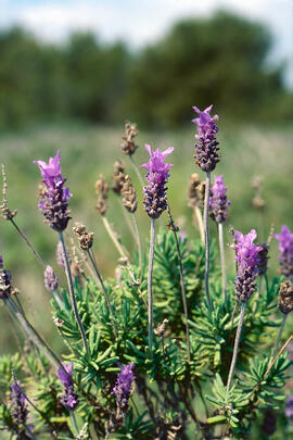 Espígol ("Lavandula stoechas")