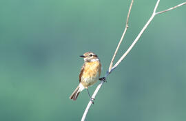 Vitrac ("Saxicola rubicola")