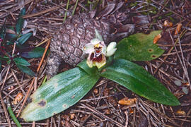 Mosca vermella ("Ophrys tenthredinifera")
