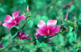 Hibisc ("Hibiscus rosa-sinensis")