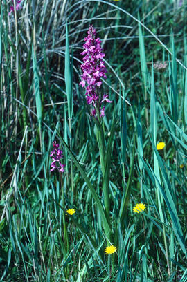 Botons de gos ("Anacamptis palustris")