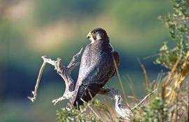 Falcó ("Falco peregrinus")
