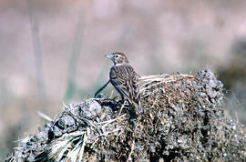 Terrola ("Alauda arvensis")
