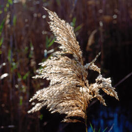 Canya borda ("Phragmites australis")