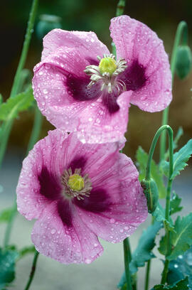 Cascall ("Papaver somniferum")