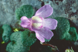 Picardia ("Cymbalaria muralis")
