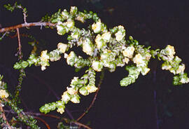 Bufalaga hirsuta ("Thymelaea hirsuta")