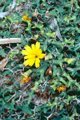 Gatell ("Launaea cervicornis")