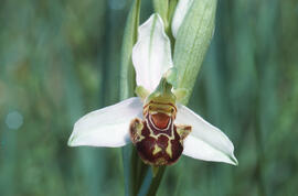Orquídia abella ("Ophrys apifera")