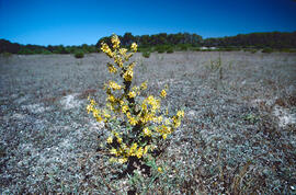 Fulla borruda ("Verbascum thapsus L.")