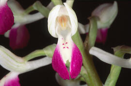 Orquídia ("Orchis mascula")