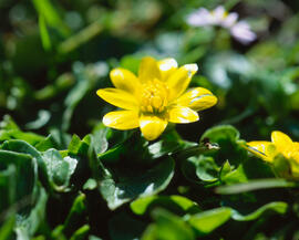 Celidònia ("Ficaria verna")