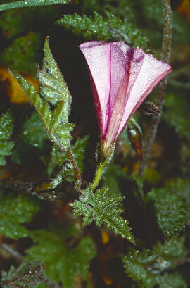 Campaneta ("Convolvulus arvensis")