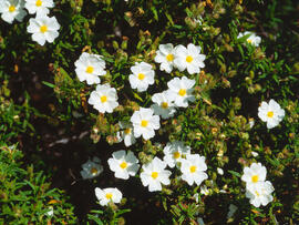Estepa llimonenca ("Cistus monspeliensis")