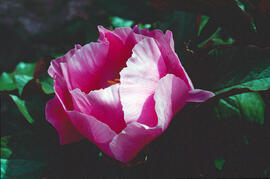 Peònia ("Paeonia mascula")