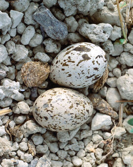 Niu de sebel·lí  ("Burhinus oedicnemus")