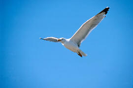 Gavina ("Larus michahellis")