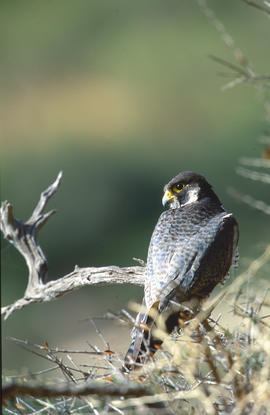 Falcó ("Falco peregrinus")
