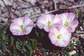 Campaneta ("Convolvulus arvensis")