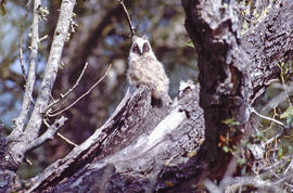 Mussol jove ("Otus scops")
