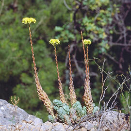 "Sedum forsterianum"