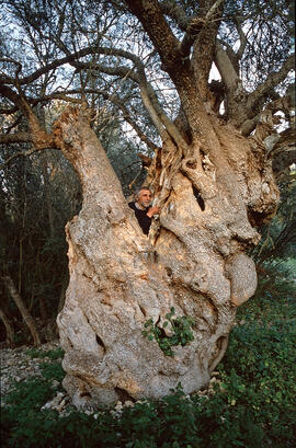 Olivera ("Olea europaea") amb Biel Majoral