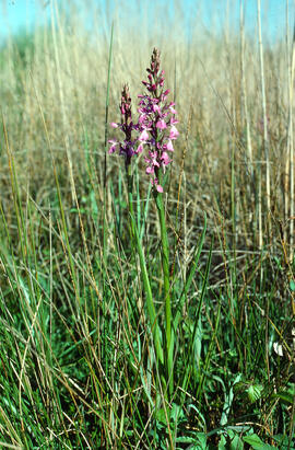Botons de gos ("Anacamptis palustris")