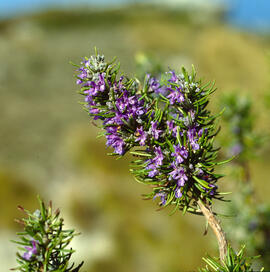 Romaní ("Salvia rosmarinus")
