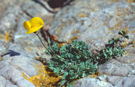 "Lotus corniculatus"