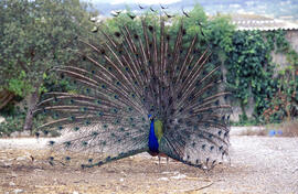 Paó comú ("Pavo cristatus")