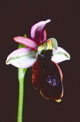 Orquídia ("Ophrys balearica")