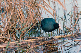 Fotja ("Fulica atra")