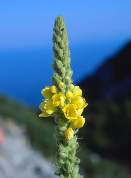 Fulla borruda ("Verbascum thapsus L.")