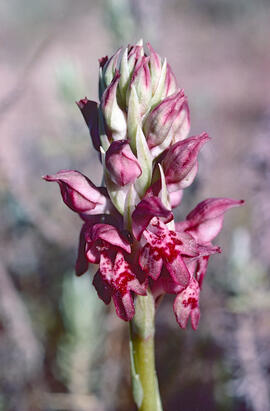 Abellera olorosa ("Anacamptis coriophora")