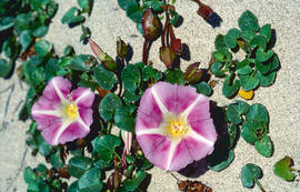 Campaneta de la mar ("Calystegia soldanella")