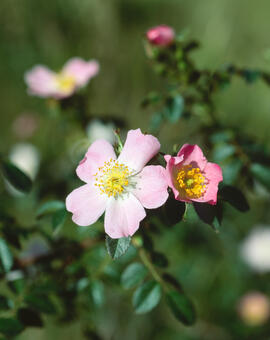 Roser silvestre ("Rosa canina L.")