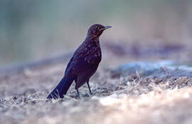 Pàssera ("Monticola solitarius")