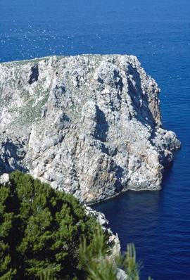 Vol de gavines ("Larus michahellis")