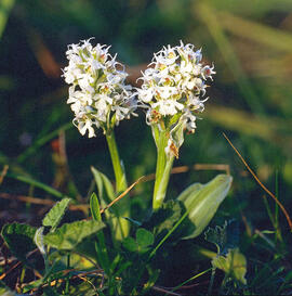 Orquídia ("Neotinea tridentata")