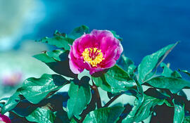 Peònia ("Paeonia mascula")