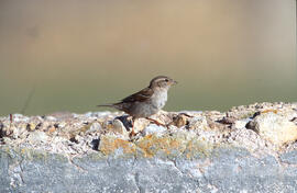 Pardal ("Passer domesticus")