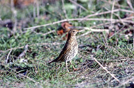 Tord ("Turdus philomelos")